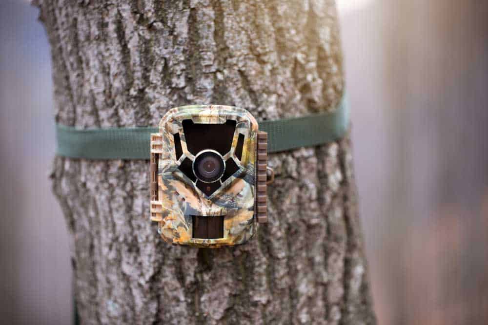 A Stealth Cam Mounted on a Tree.