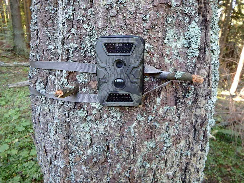 A Trail Cam on a Tree. 