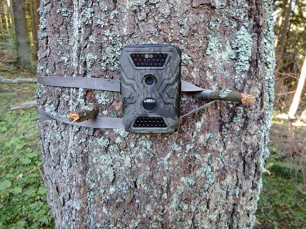 A Trail Cam on a Tree.